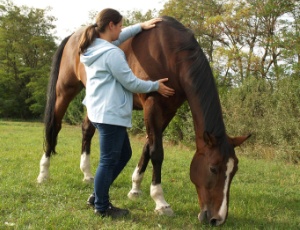 Die craniale Körperarbeit erlaubt dem Pferd das Aufarbeiten von körperlich gespeicherten Thematiken.